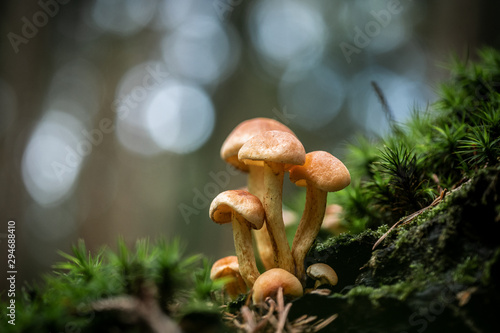 mushroom in forest