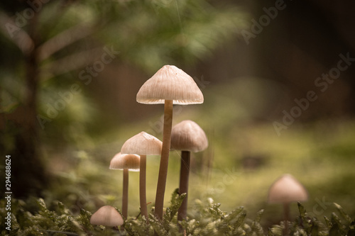 mushroom in forest