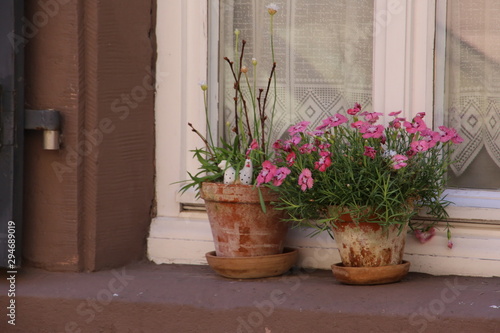 Beautiful plants outside a European home