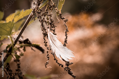 branch of a tree