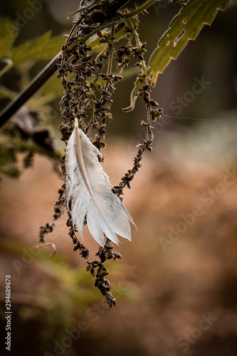 branch of tree
