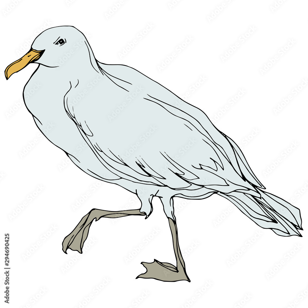 Vector Sky bird seagull in a wildlife. Black and white engraved ink art. Isolated seagull illustration element. Vector Sky bird seagull in a wildlife. Black and white engraved ink art. Isolated seagull illustration element.