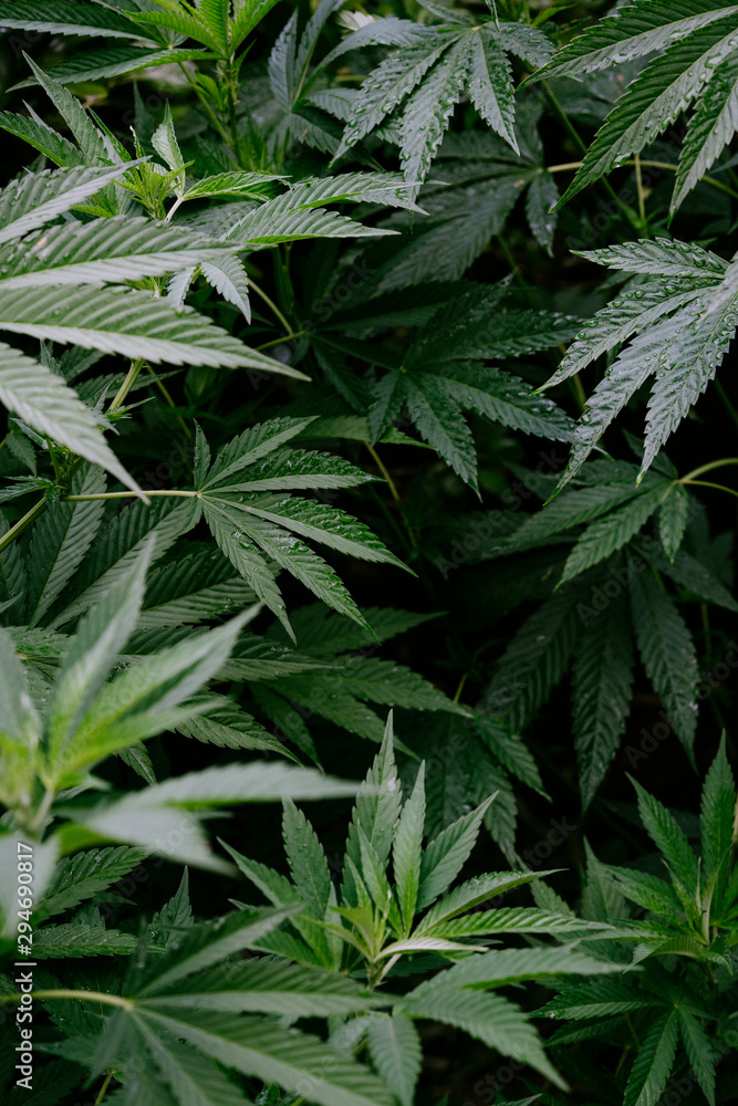 Morning rain on cannabis plants Morning rain on cannabis plants