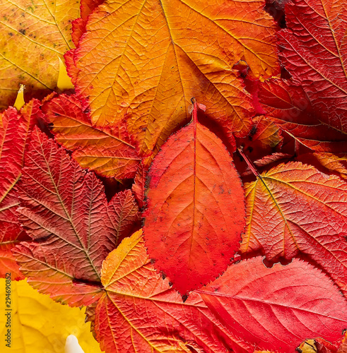 bright colored red and yellow leaves isolated background close up , autumn fall texture