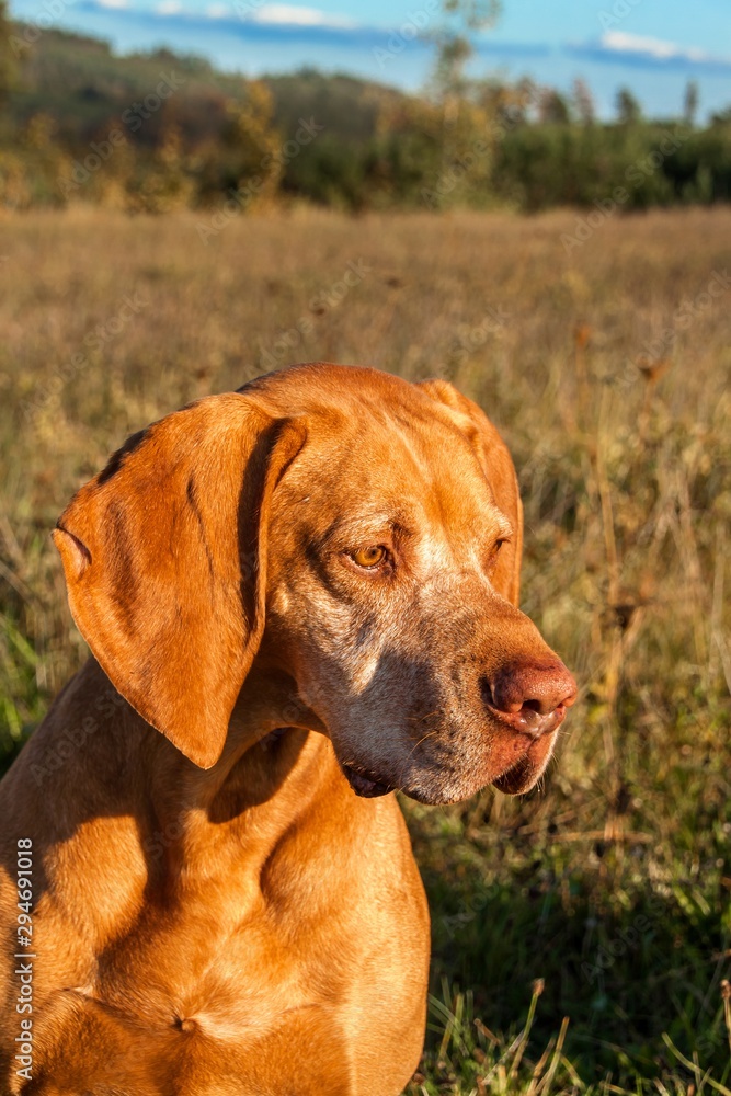 Hound. Gun dog. Hungarian Pointer Vizsla. Dog head. Portrait of a dog.
