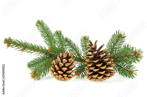 Pine cones and branches of fir-tree on a white background, close up.