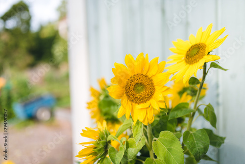 wild flowers photo