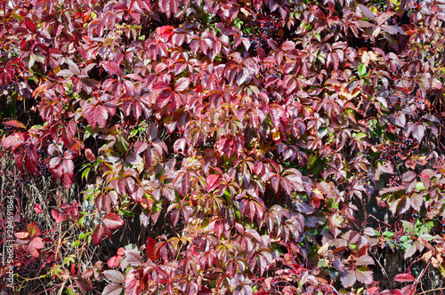 Red leaves of ornamental grapes in the autumn garden.