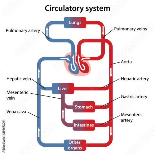 Diagram of human circulatory system with main parts labeled. Vector illustration