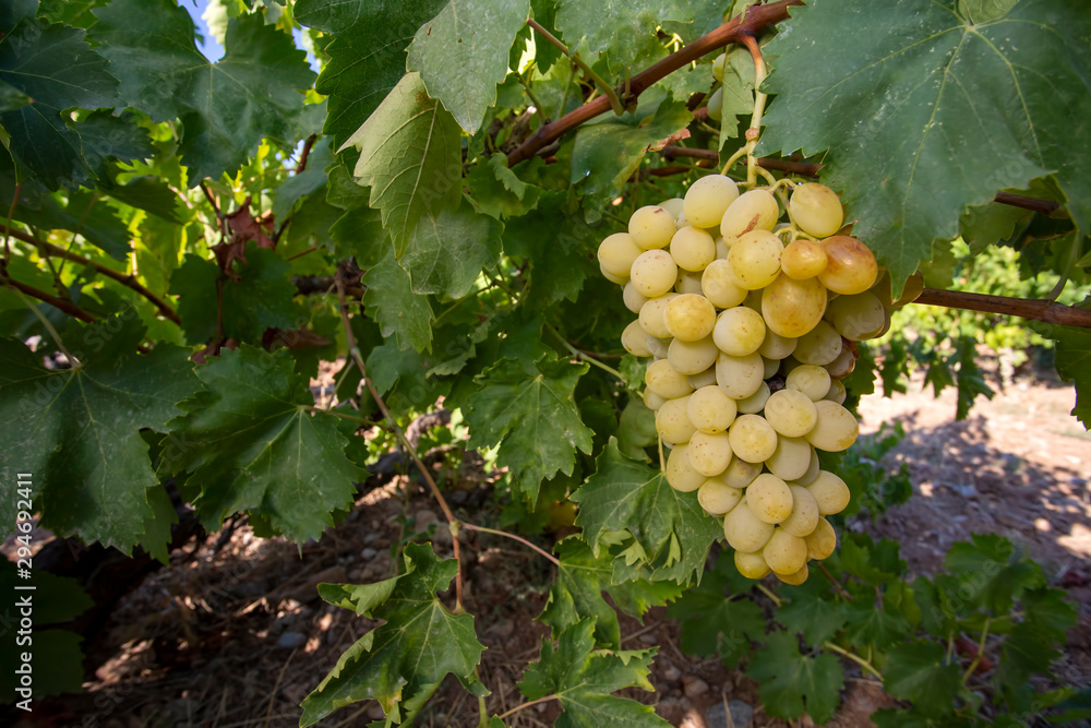 Grapes In The Grape Vineyard Grapes In The Grape Vineyard