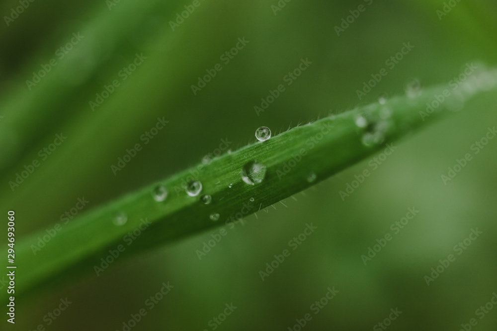 macro details of plants macro details of plants