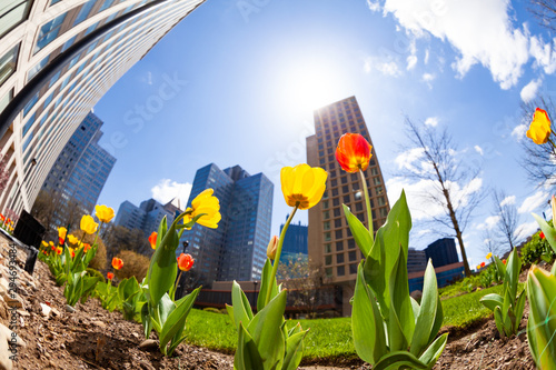 Spring tulips and Pittsburg downtown buildings view photo