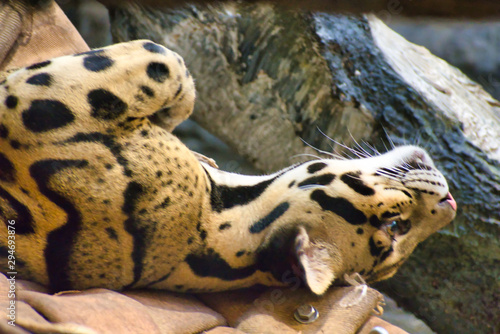 CLOUDED LEOPARD or NEOFELIS NEBULOSA sleeping on back without a care in the world. Cat nap. © Jordan