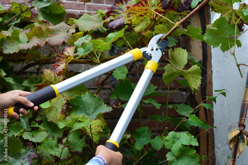 Man pruning tree with very large pruning shears