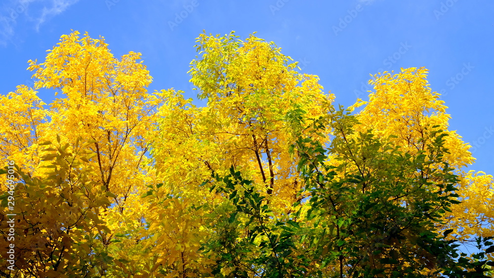 Branches of trees with yellow foliage Branches of trees with yellow foliage