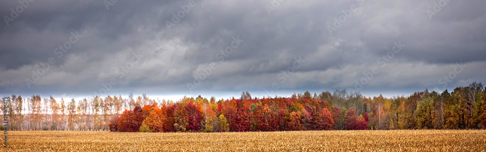 Orange-red forest on a background of gray cloudy sky in autumn day Orange-red forest on a background of gray cloudy sky in autumn day