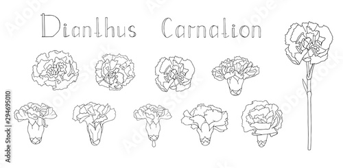 Vector illustration. Collection of hand drawn floral elements isolated on white background. Clip art for your design. Handwritten lettering. Translation - Carnation