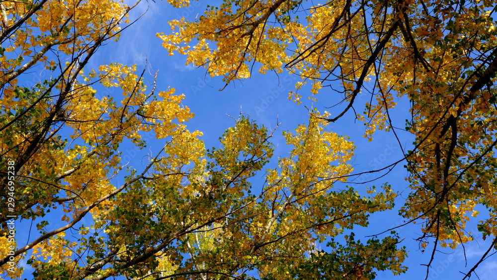Branches of trees with yellow foliage Branches of trees with yellow foliage