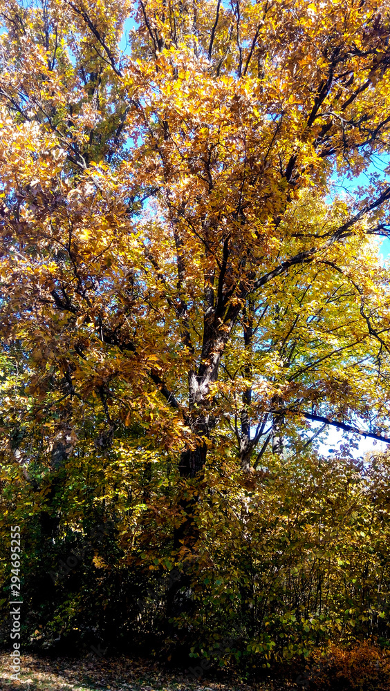 yellow tree in autumn