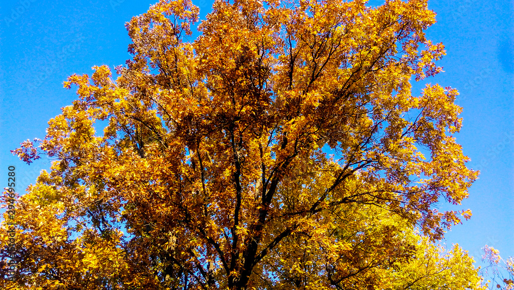 yellow tree in autumn yellow tree in autumn