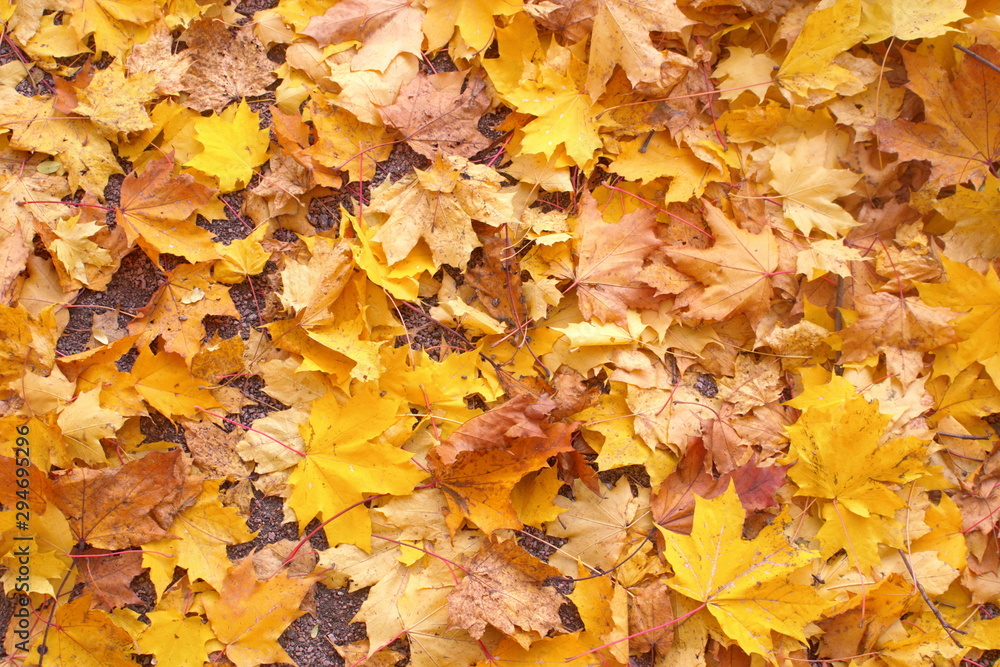 Yellow fallen maple leaves on the sand. Horizontal. Yellow fallen maple leaves on the sand. Horizontal.