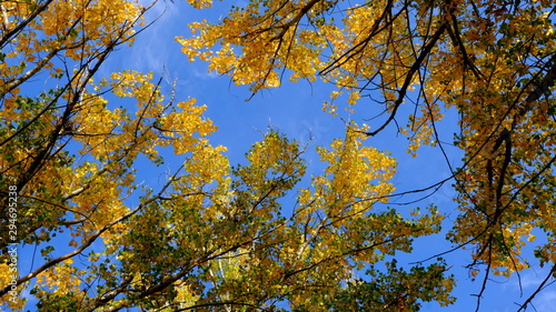  Branches of trees with yellow foliage