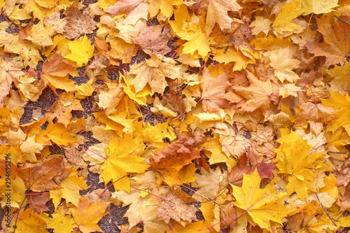 Yellow fallen maple leaves on the sand. Horizontal. © Timofeeff