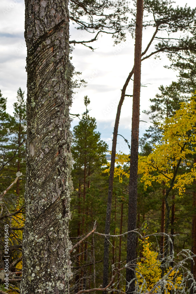 Fototapeta premium Arrow sign on pine trunk in the forest