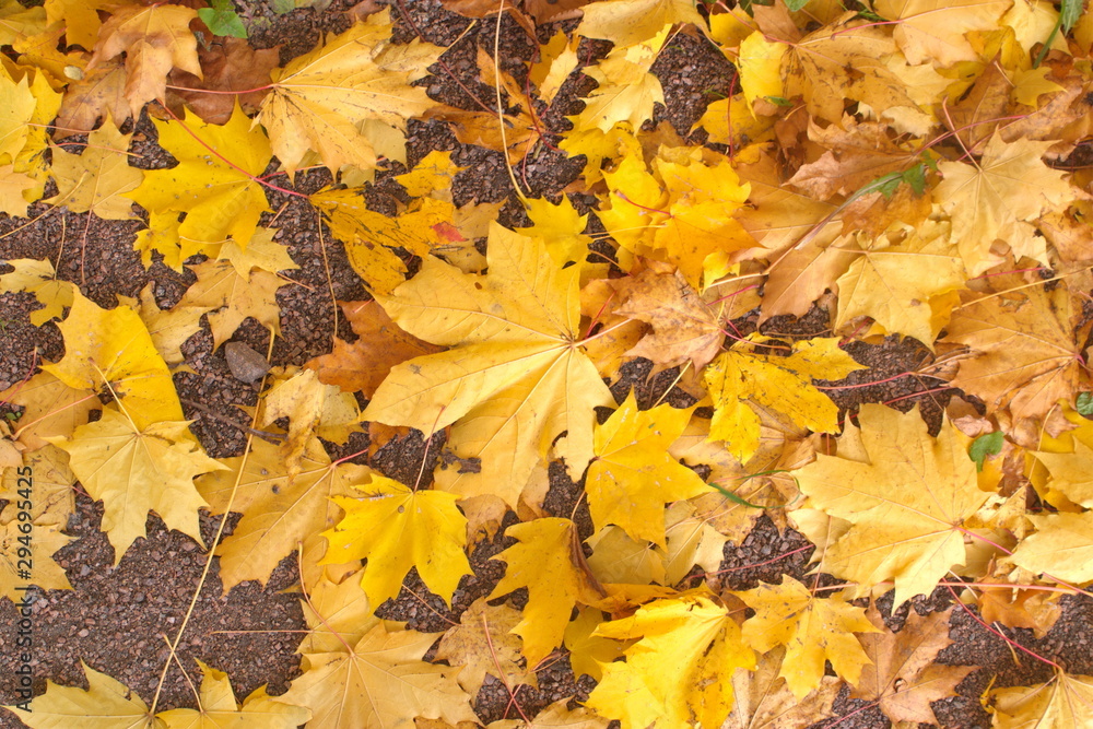 Yellow fallen maple leaves on the sand. Horizontal.