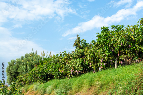 Cultivation of exotic sweet fruit mango in subtropical Malaga-Granada tropical coast region, Andalusia, Spain, plantations of mango trees
