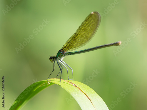 Macro of female Banded Demoiselle, Calopteryx splendens resting on a green leaf. Damselfly of family Calopterygidae. Selective focus, green bokeh background, copy space