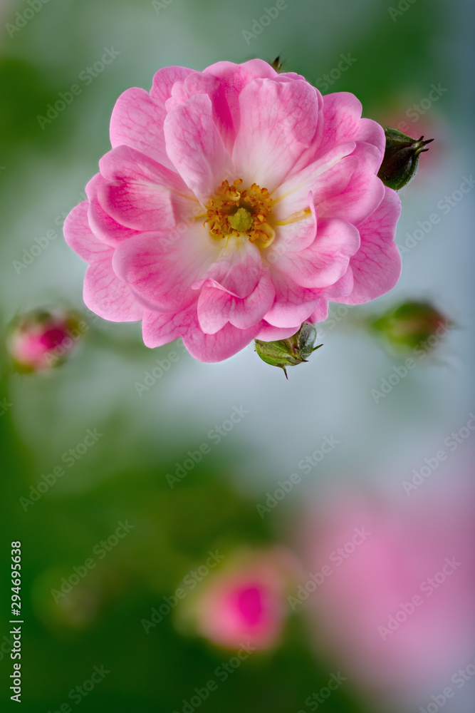 Rose flowers photographed close-up. Ornamental vegetation in the garden. Rose flowers photographed close-up. Ornamental vegetation in the garden.