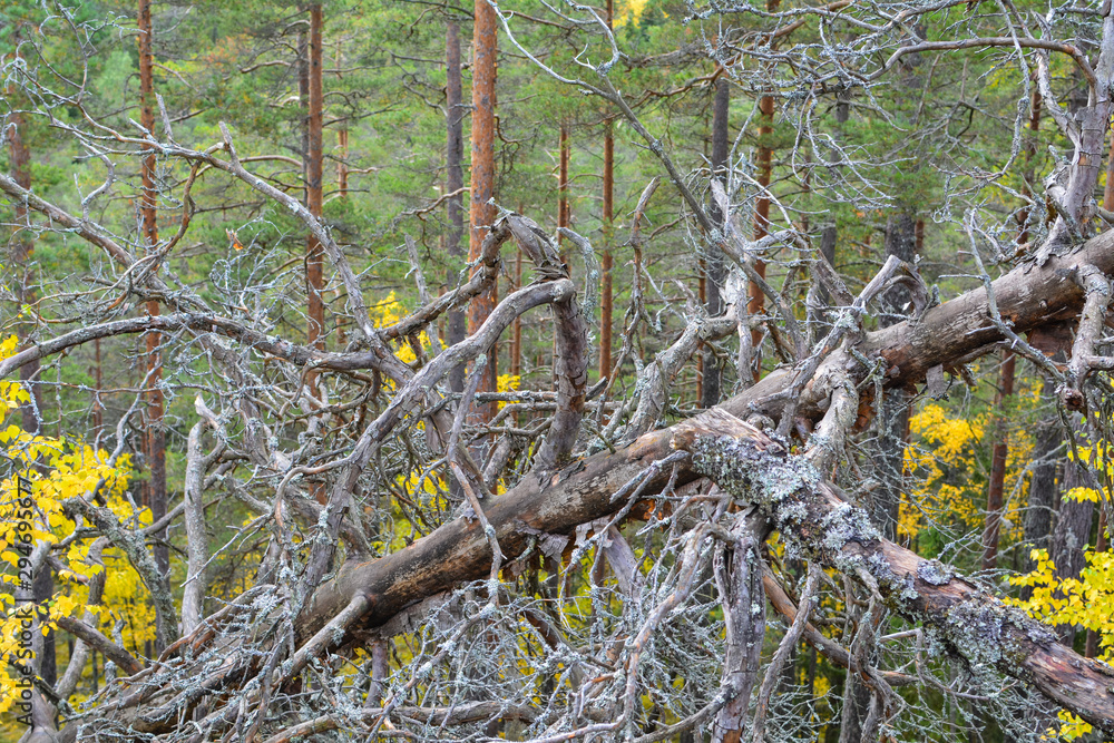 Dry fir tree fell from the wind Dry fir tree fell from the wind