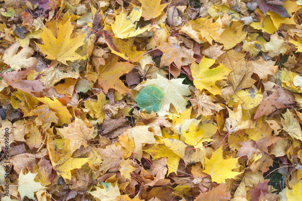Image of yellow autumn fallen leaves on green grass Image of yellow autumn fallen leaves on green grass