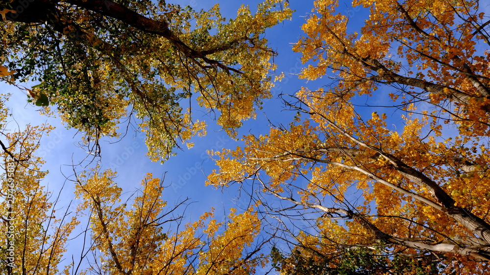 Branches of trees with yellow foliage Branches of trees with yellow foliage