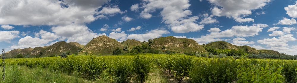 Agricultural orchard in front of green hills panorama