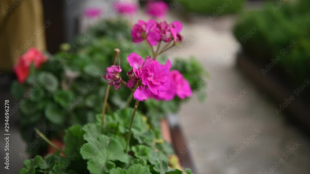 Beautiful pink summer flower video sketch, blooming asters in the flower bed Beautiful pink summer flower video sketch, blooming asters in the flower bed