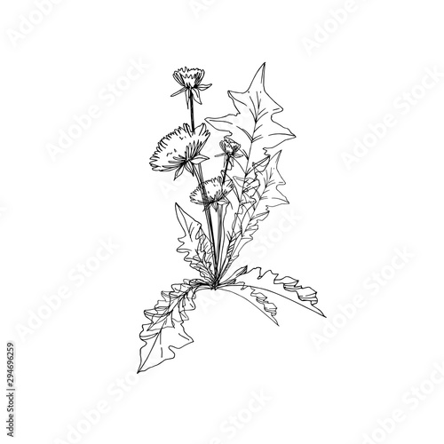 Vector Wildflowers floral botanical flowers. Black and white engraved ink art. Isolated flower illustration element.