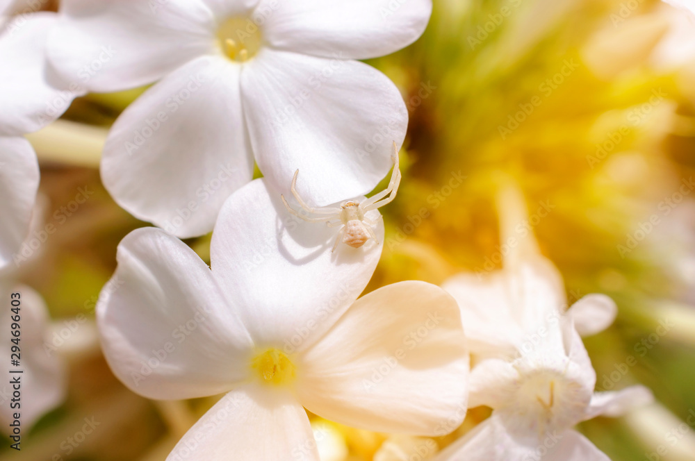 Little white spider crawls on white flower petals, bright sunny day, close-up,macro