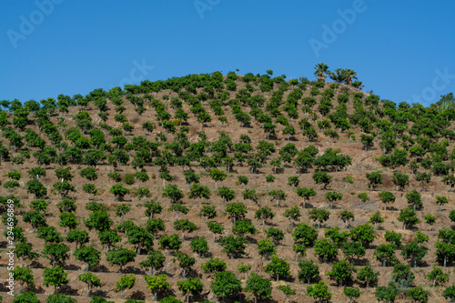 Cultivation of tasty hass avocado trees, organic avocado plantations in Costa Tropical, Andalusia, Spain
