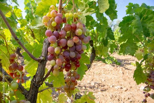 Wallpaper Mural Grapes, vineyard, Izmir / Turkey Torontodigital.ca