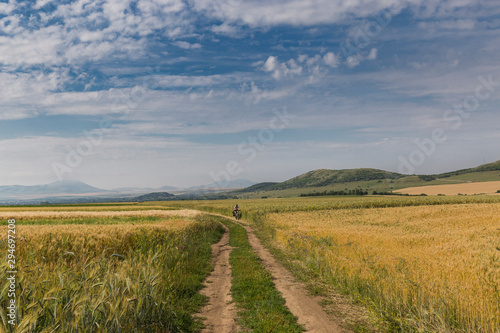 Cyclist on dirt road in wheat field