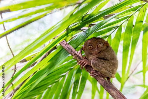Philippine tarsier sitting a a branch photo