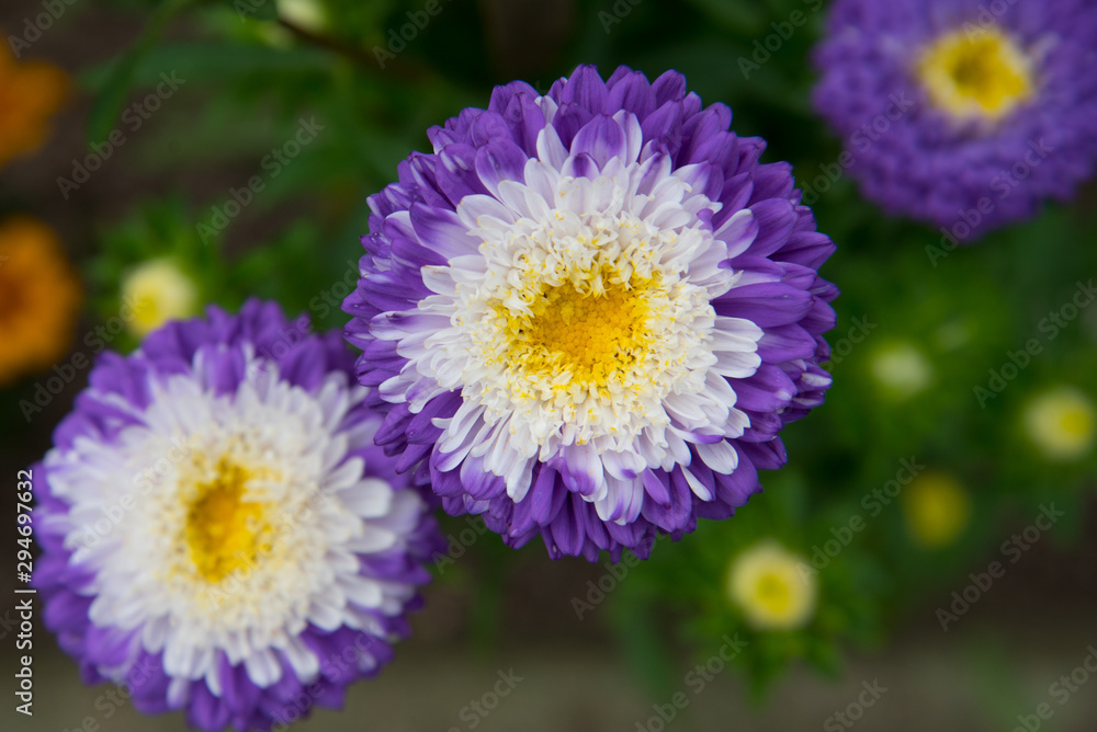 White-purple Aster flower, close-up. Bright purple Aster flower with white middle.