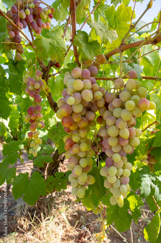 Wallpaper Mural Grapes, vineyard, Izmir / Turkey Torontodigital.ca