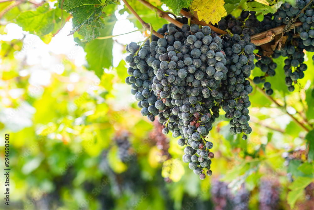 Ripe grapes on a vineyard in Italy.