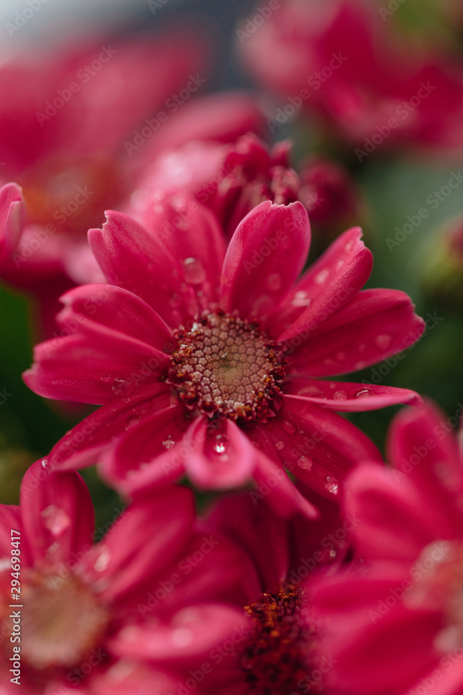 Macro shoot of red plants and flowers inside the forest. Macro shoot of red plants and flowers inside the forest.