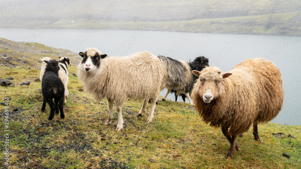 Fototapeta premium Sheep on Vagar island, Faroe Islands, Denmark, Europe