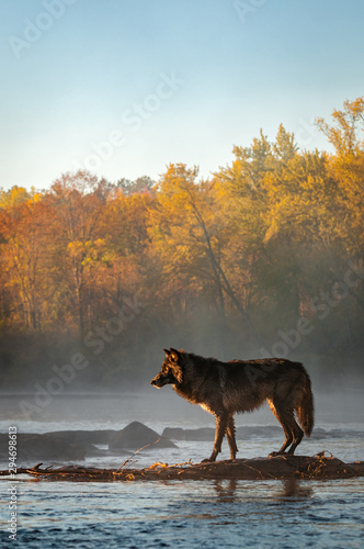 Black Phase Grey Wolf  Canis lupus  Stands in River Autumn