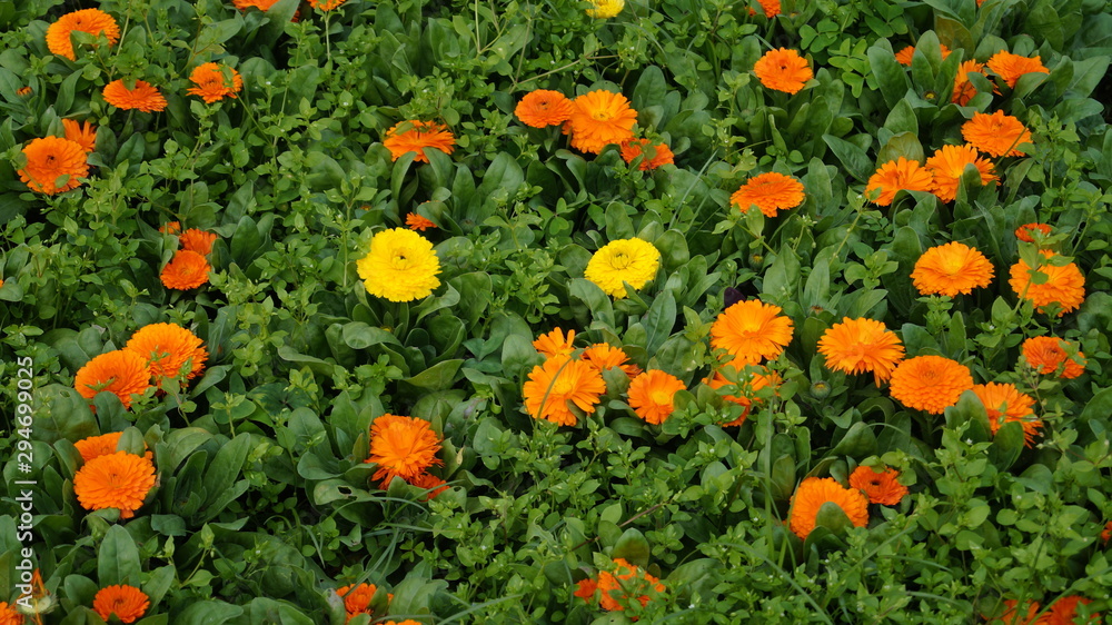 Flores de Primavera Flores de Primavera